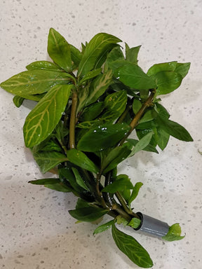 Hygrophila Polysperma 'Rosanervig' (Sunset) - The Aquascape Shop