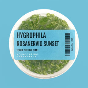 Hygrophila Rosanervig Sunset Tissue Culture (Aquascaping Essentials) - The Aquascape Shop