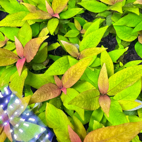 Hygrophila siamensis submersed with bright lime-green pink-tinged leaves, a fast-growing aquarium plant