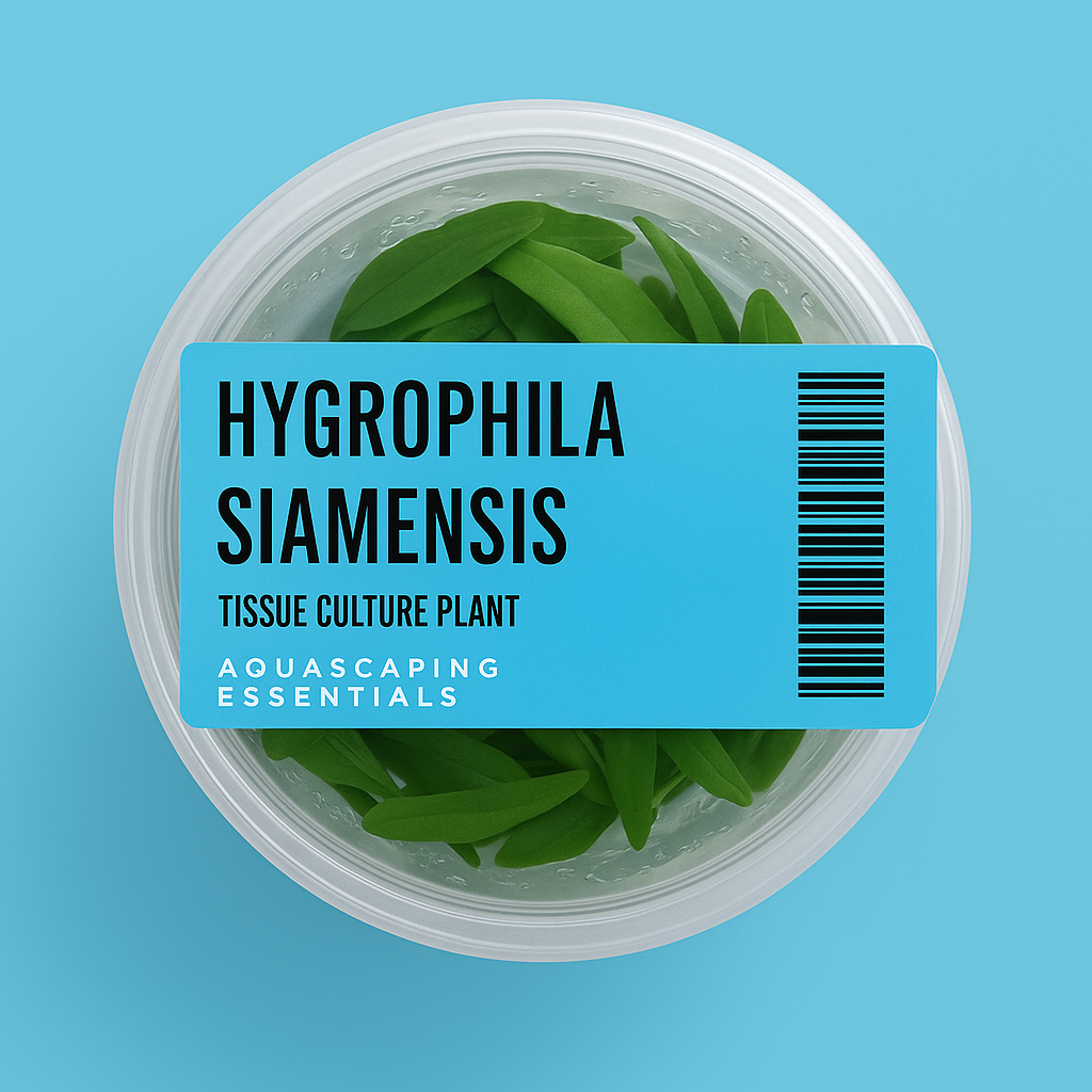 Aquascaping Essentials tissue culture cup of Hygrophila siamensis, an easy fast-growing background plant