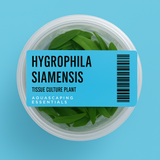 Aquascaping Essentials tissue culture cup of Hygrophila siamensis, an easy fast-growing background plant
