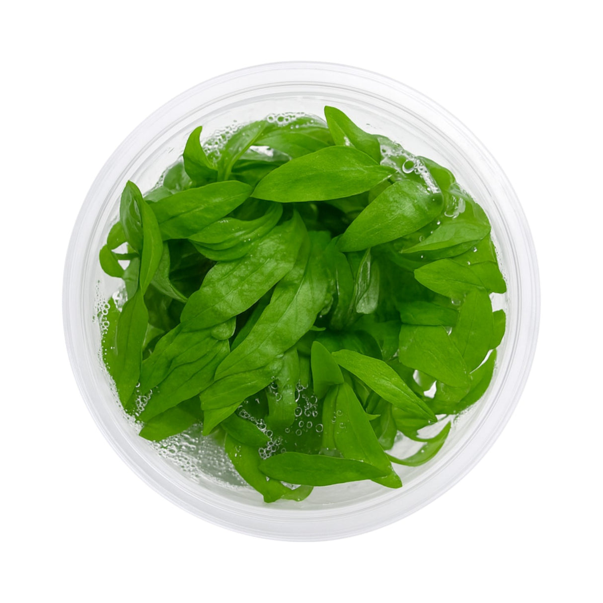 Top-down view of a Hygrophila siamensis tissue culture cup, an easy fast-growing background plant