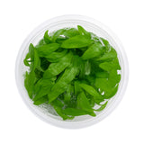 Top-down view of a Hygrophila siamensis tissue culture cup, an easy fast-growing background plant