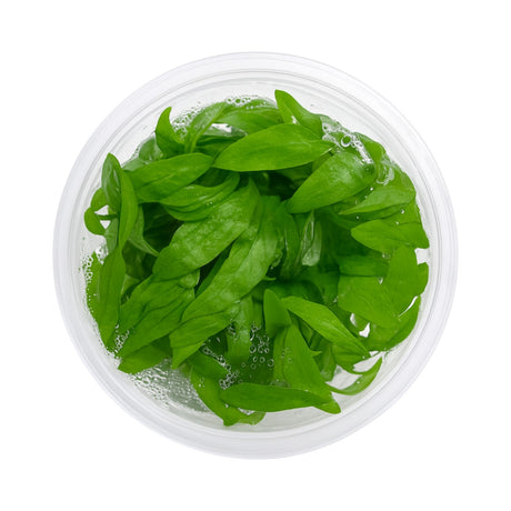 Top-down view of a Hygrophila siamensis tissue culture cup, an easy fast-growing background plant