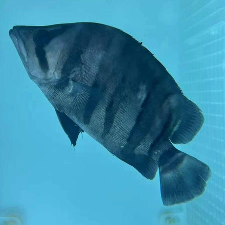 Indonesian Tiger Fish - The Aquascape Shop