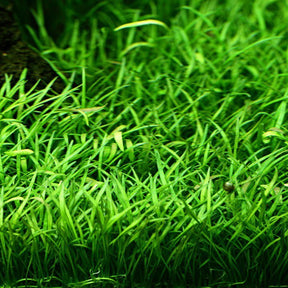 Lilaeopsis Brasiliensis - The Aquascape Shop