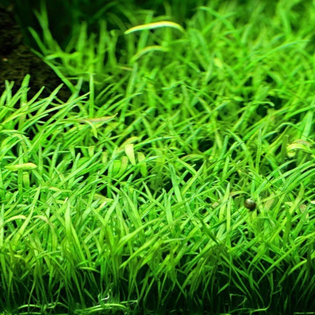 Lilaeopsis Brasiliensis - The Aquascape Shop