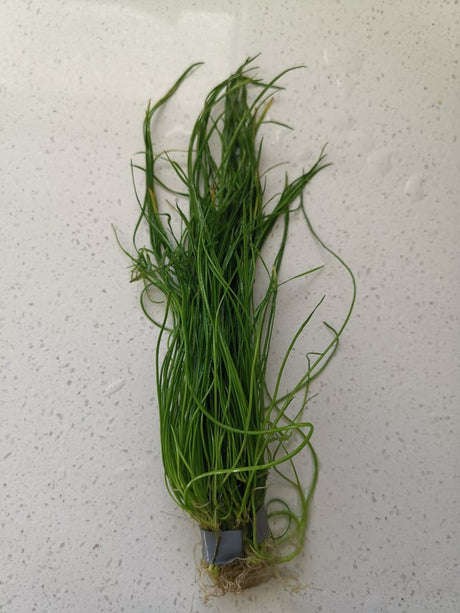 Lilaeopsis Brasiliensis - The Aquascape Shop