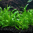 Lilaeopsis Novae - Zelandiae - The Aquascape Shop