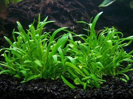 Lilaeopsis Novae - Zelandiae - The Aquascape Shop