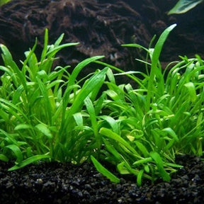 Lilaeopsis Novae - Zelandiae - The Aquascape Shop