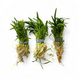 Lilaeopsis Novae - Zelandiae - The Aquascape Shop