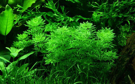 Limnophila Sessiliflora (Ambulia) - The Aquascape Shop