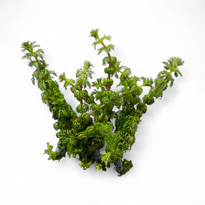 Limnophila Sessiliflora (Ambulia) - The Aquascape Shop