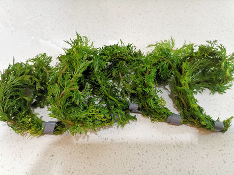 Limnophila Sessiliflora (Ambulia) - The Aquascape Shop