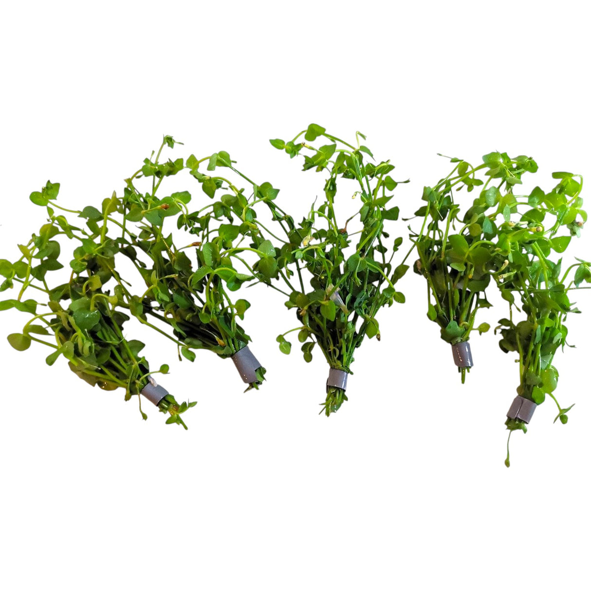 Lindernia Rotundifolia - The Aquascape Shop