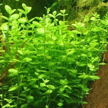 Lindernia Rotundifolia - The Aquascape Shop