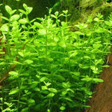 Lindernia Rotundifolia - The Aquascape Shop