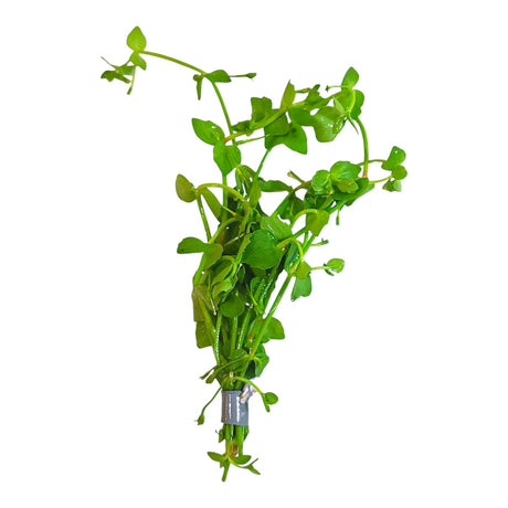 Lindernia Rotundifolia - The Aquascape Shop