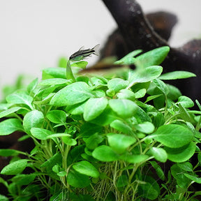 Lobelia Cardinalis Mini - The Aquascape Shop