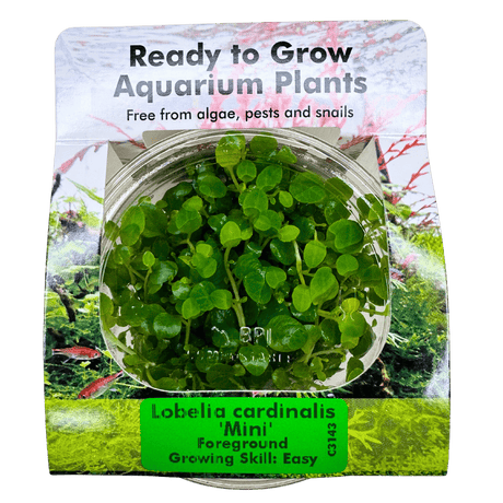 Lobelia Cardinalis Mini Tissue Culture - The Aquascape Shop