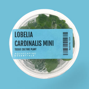 Lobelia Cardinalis Mini Tissue Culture (Aquascaping Essentials) - The Aquascape Shop