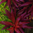 Ludwigia glandulosa with deep red and purple narrow leaves in a planted aquarium