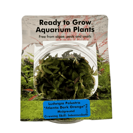 Ludwigia Palustris 'Atlantis Dark Orange' Tissue Culture - The Aquascape Shop