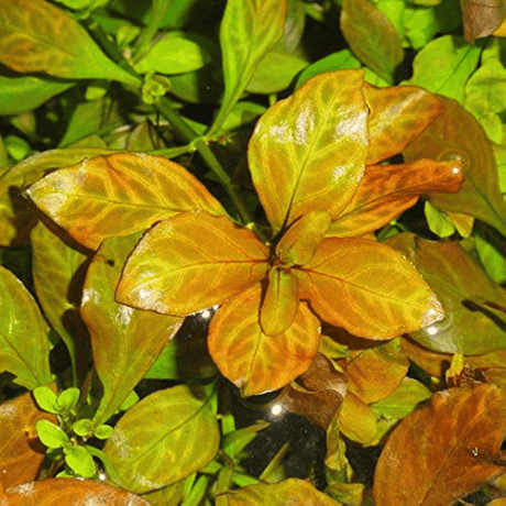 Ludwigia Palustris 'Atlantis Dark Orange' Tissue Culture - The Aquascape Shop