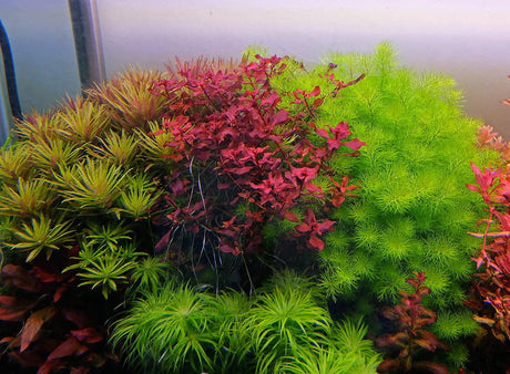 Ludwigia Palustris 'Super Red' - The Aquascape Shop