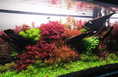 Ludwigia Palustris 'Super Red' - The Aquascape Shop