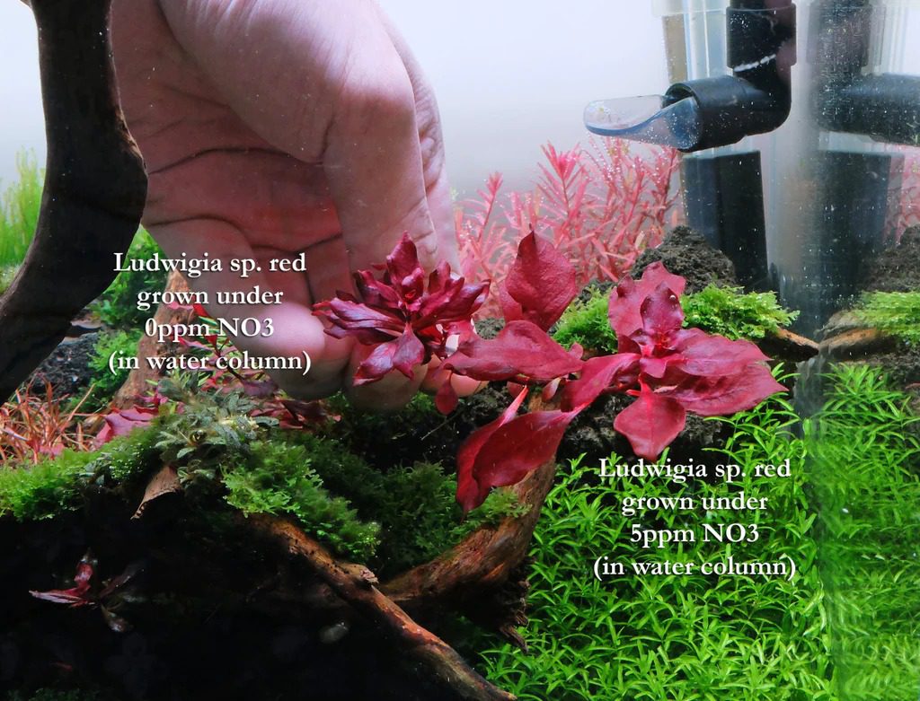 Ludwigia Palustris 'Super Red' - The Aquascape Shop