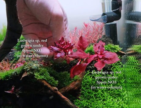 Ludwigia Palustris 'Super Red' - The Aquascape Shop