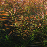 Ludwigia x Lacustris (Arcuata) - The Aquascape Shop