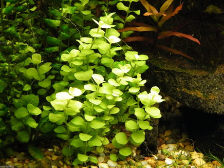 Lysimachia Nummularia 'Aurea' (Gold Moneywort) - The Aquascape Shop