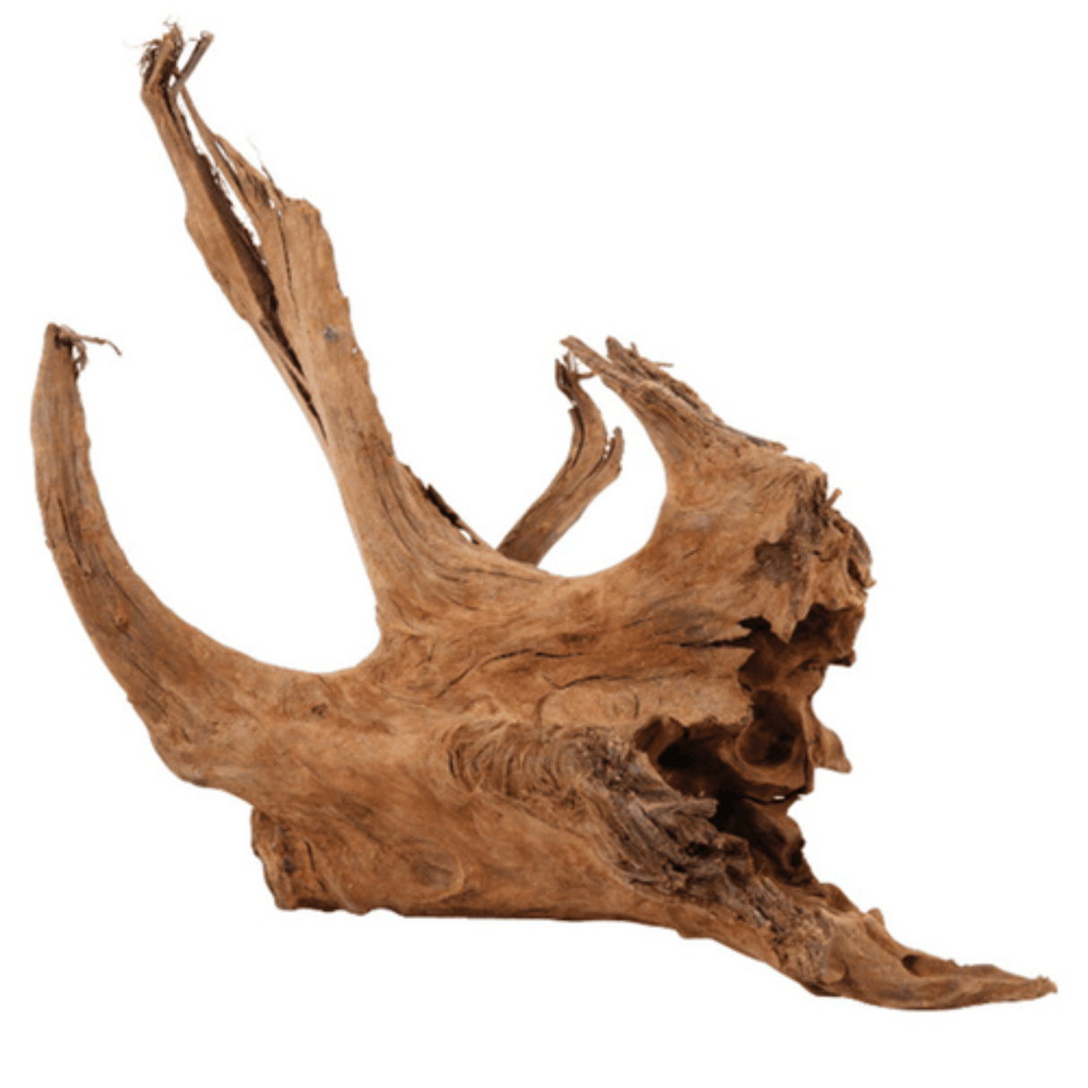 Mangrove Driftwood - The Aquascape Shop