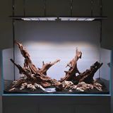 Mangrove Driftwood - The Aquascape Shop