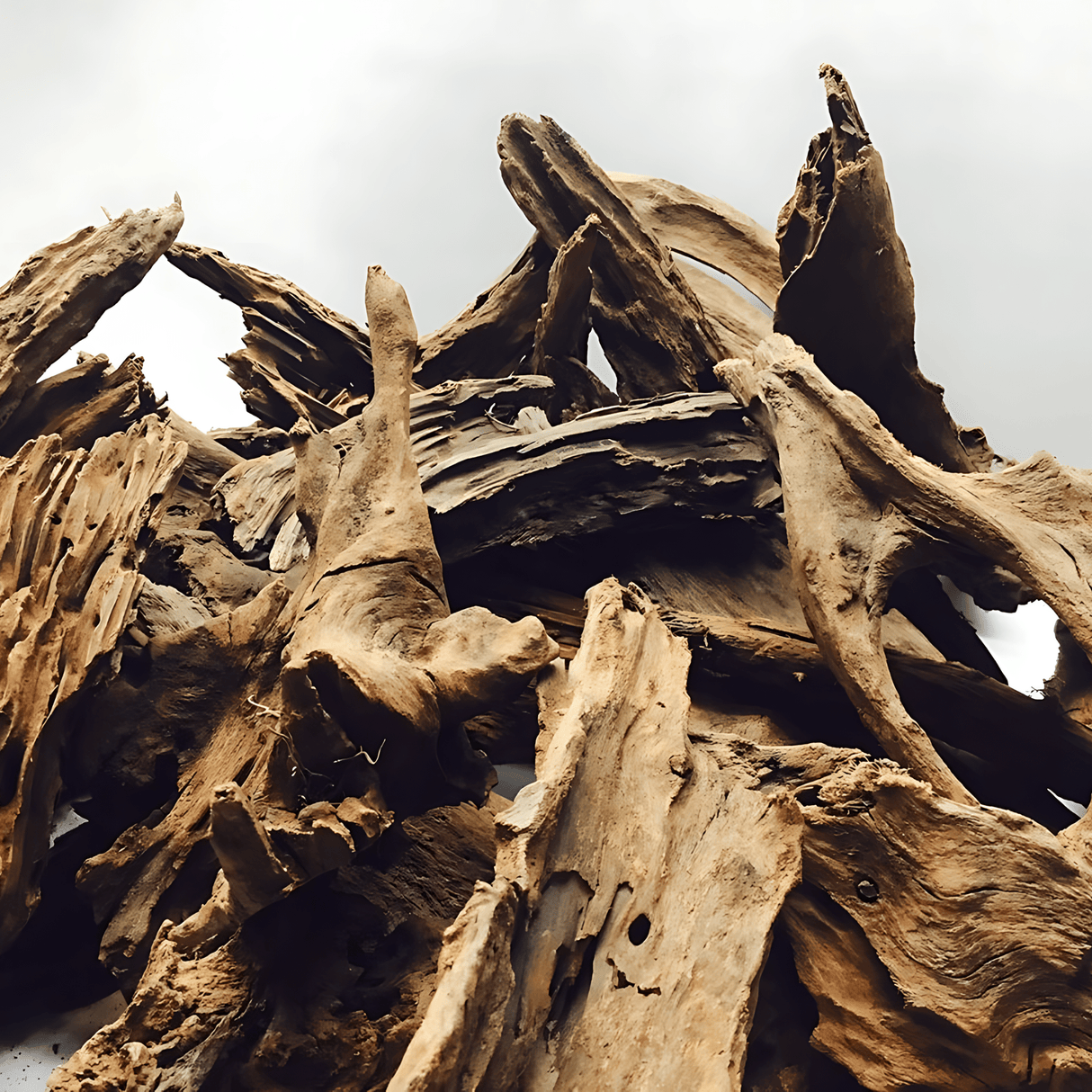 Mangrove Driftwood - The Aquascape Shop