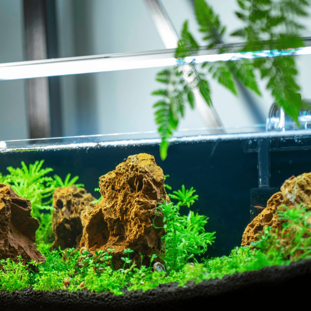 5 Rocks Maple Maple Leaf Aquarium Hardscape Stone | The Aquascape Shop