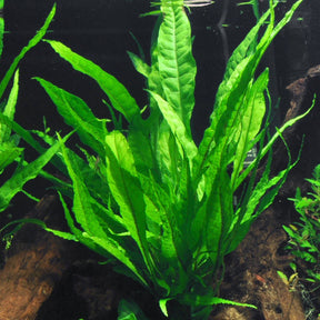 Microsorum pteropus Broad Leaf Java fern with broad green leaves on driftwood in an aquarium