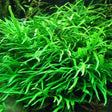 Microsorum Pteropus (Needle Leaf Java Fern) - The Aquascape Shop