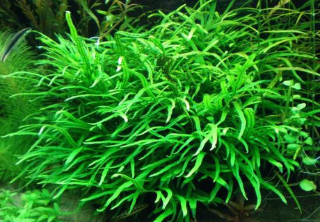 Microsorum Pteropus (Needle Leaf Java Fern) - The Aquascape Shop