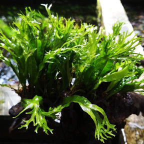 Microsorum pteropus 'Windeløv' Java Fern - The Aquascape Shop