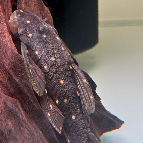 Mustard Spot Pleco (LDA031) - The Aquascape Shop