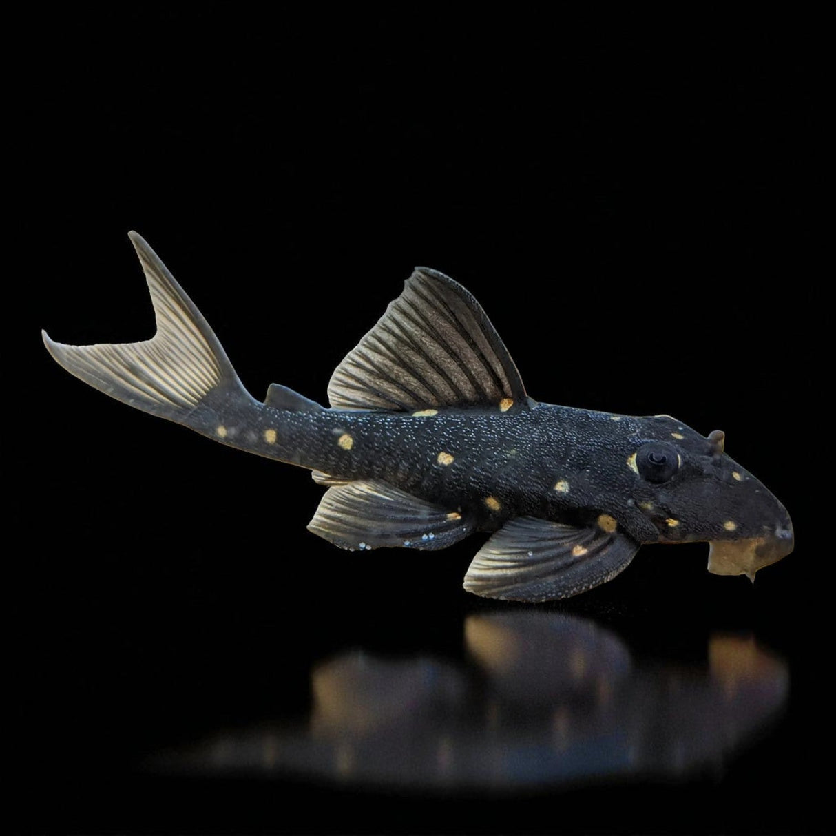 Mustard Spot Pleco (LDA031) - The Aquascape Shop