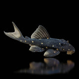 Mustard Spot Pleco (LDA031) - The Aquascape Shop