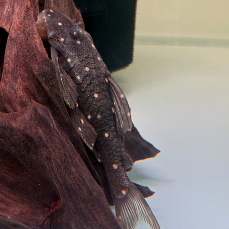 Mustard Spot Pleco (LDA031) - The Aquascape Shop