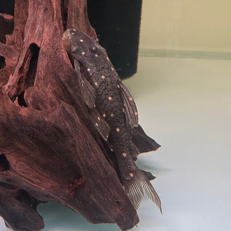 Mustard Spot Pleco (LDA031) - The Aquascape Shop