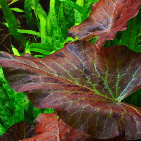 Nymphaea Lotus 'Red' (Tiger Lotus) - The Aquascape Shop