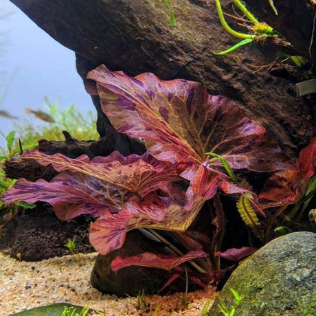 Nymphaea Lotus 'Red' (Tiger Lotus) - The Aquascape Shop